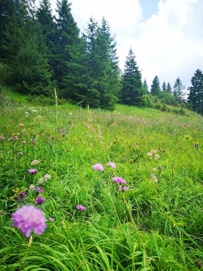 Zlatarske Brvnare Zlatar Chalets Nova Varoš 외부 사진